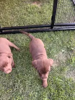 Lab 9, a male Labrador Retriever for sale in Augusta, WI – 10 of 10
