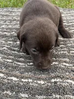 Lab 9, a male Labrador Retriever for sale in Augusta, WI – 5 of 7