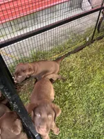 Lab 8, a male Labrador Retriever for sale in Augusta, WI – 6 of 10