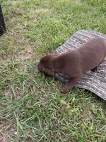 Lab 1, a female Labrador Retriever for sale in Augusta, WI – 6 of 6