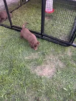 Lab 9, a male Labrador Retriever for sale in Augusta, WI – 9 of 10