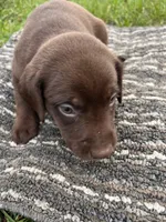 Lab 1, a female Labrador Retriever for sale in Augusta, WI – 3 of 6