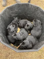 lab 3, a male Labrador Retriever for sale in Augusta, WI – Photo 7 of 7