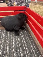 lab 3, a male Labrador Retriever for sale in Augusta, WI – Photo 5 of 7