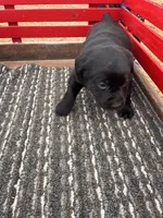 lab 3, a male Labrador Retriever for sale in Augusta, WI – Photo 4 of 7