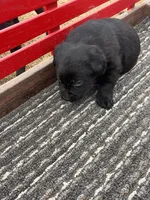 lab 3, a male Labrador Retriever for sale in Augusta, WI – Photo 3 of 7