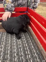 lab 3, a male Labrador Retriever for sale in Augusta, WI – Photo 6 of 7