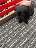 lab 3, a male Labrador Retriever for sale in Augusta, WI – Photo 2 of 7