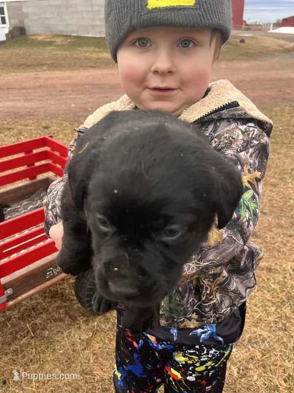 lab 3 – Labrador Retriever puppy for sale in Augusta, WI