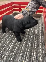 Lab 6, a female Labrador Retriever for sale in Augusta, WI – Photo 7 of 7