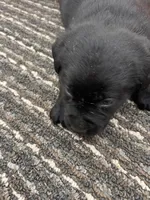 Lab 6, a female Labrador Retriever for sale in Augusta, WI – Photo 2 of 7