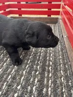 Lab 6, a female Labrador Retriever for sale in Augusta, WI – Photo 5 of 7