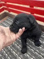 Lab 6, a female Labrador Retriever for sale in Augusta, WI – Photo 3 of 7