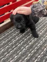 Lab 6, a female Labrador Retriever for sale in Augusta, WI – Photo 6 of 7