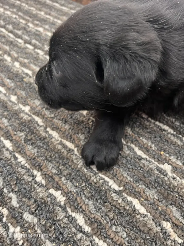 Lab 6 – Labrador Retriever puppy for sale in Augusta, WI