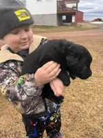 Lab 6, a female Labrador Retriever for sale in Augusta, WI – Photo 4 of 7