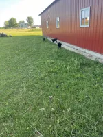 Lab 5, a female Labrador Retriever for sale in Augusta, WI – 2 of 10