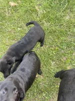 Lab 4, a female Labrador Retriever for sale in Augusta, WI – 2 of 10