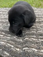 Lab 5, a female Labrador Retriever for sale in Augusta, WI – 3 of 4