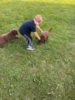 Lab, a female Labrador Retriever for sale in Augusta, WI – Photo 5 of 8