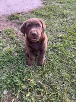 Lab, a female Labrador Retriever for sale in Augusta, WI – Photo 1 of 8