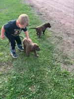 Lab, a female Labrador Retriever for sale in Augusta, WI – Photo 6 of 8