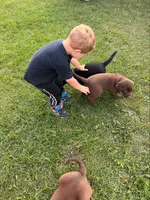 Lab, a female Labrador Retriever for sale in Augusta, WI – Photo 4 of 8