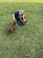Lab, a female Labrador Retriever for sale in Augusta, WI – Photo 7 of 8