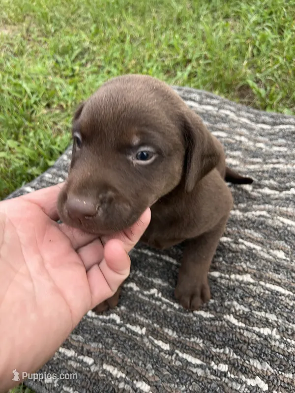 Lab 9 – Labrador Retriever puppy for sale in Augusta, WI