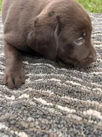 Lab 9, a male Labrador Retriever for sale in Augusta, WI – 7 of 7
