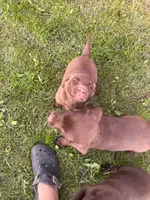 Lab 5, a male Labrador Retriever for sale in Augusta, WI – 2 of 6