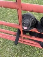 Lab 4, a female Labrador Retriever for sale in Augusta, WI – 3 of 10