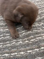 Lab 7, a male Labrador Retriever for sale in Augusta, WI – 3 of 5