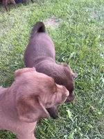 Lab 7, a male Labrador Retriever for sale in Augusta, WI – 6 of 10
