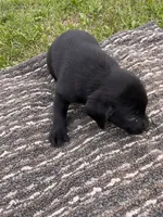 Lab 2, a female Labrador Retriever for sale in Augusta, WI – 5 of 5