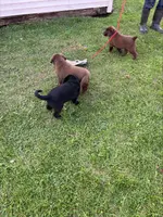 lab, a male Labrador Retriever for sale in Augusta, WI – Photo 3 of 5