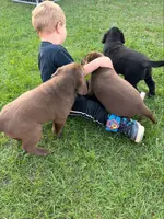 lab, a male Labrador Retriever for sale in Augusta, WI – Photo 5 of 5