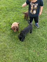 lab, a male Labrador Retriever for sale in Augusta, WI – Photo 2 of 5