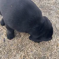 Lab 1, a male Labrador Retriever for sale in Augusta, WI – Photo 7 of 10