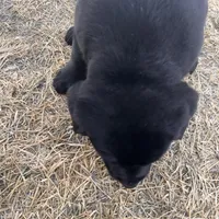 Lab 1, a male Labrador Retriever for sale in Augusta, WI – Photo 6 of 10