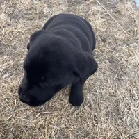 Lab 1, a male Labrador Retriever for sale in Augusta, WI – Photo 5 of 10