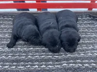 processed/42d30433-8806-4db8-9821-8270fc62d881/listing/99f7ba30-a417-4ce5-a152-c58e66191a77/63a5b09b-b627-4473-8c00-eef8625d9526