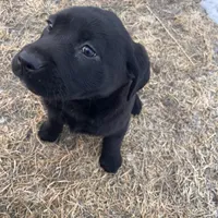 Lab 1, a male Labrador Retriever for sale in Augusta, WI – Photo 1 of 10