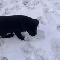 Lab 1, a male Labrador Retriever for sale in Augusta, WI – Photo 4 of 10