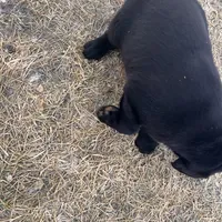 Lab 1, a male Labrador Retriever for sale in Augusta, WI – Photo 8 of 10