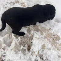 Lab 1, a male Labrador Retriever for sale in Augusta, WI – Photo 3 of 10