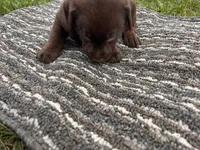 Lab 7, a male Labrador Retriever for sale in Augusta, WI – 2 of 5