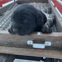 Lab 2, a male Labrador Retriever for sale in Augusta, WI – Photo 2 of 8