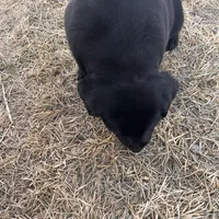 Lab 2, a male Labrador Retriever for sale in Augusta, WI – Photo 6 of 8