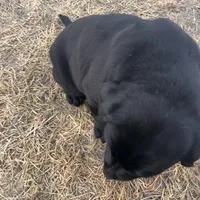 Lab 2, a male Labrador Retriever for sale in Augusta, WI – Photo 7 of 8